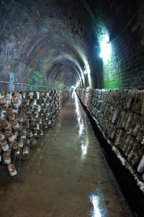 89 Mushroom logs in tunnel