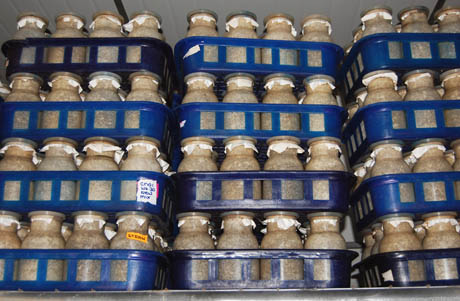 17 Racks of mushrooms in jars